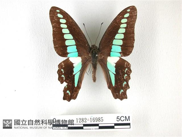 青帶鳳蝶藏品圖，第1張
