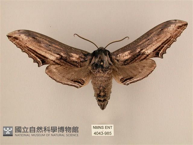 臺灣鋸翅天蛾藏品圖，第1張