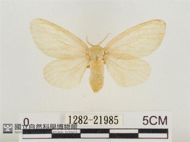 榕透翅毒蛾藏品圖，第1張