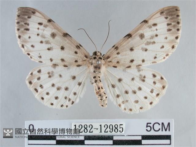 大胡麻斑星尺蛾藏品圖，第1張