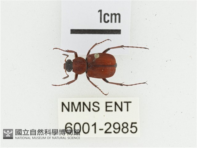 血紅虎斑花金龜藏品圖，第1張