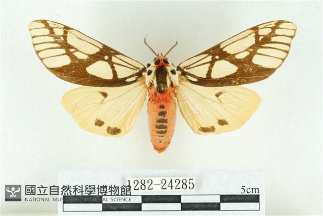 乳白斑燈蛾藏品圖，第1張