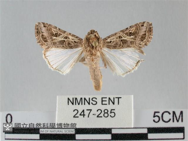 斜紋夜盜蛾藏品圖，第1張