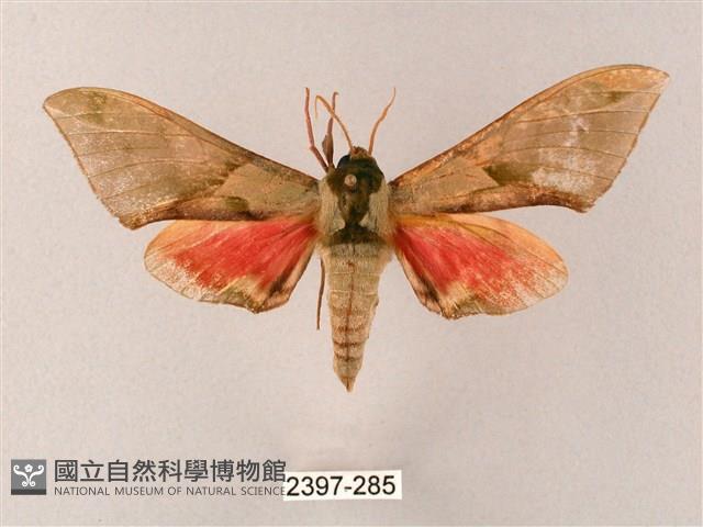 榆綠天蛾藏品圖，第1張