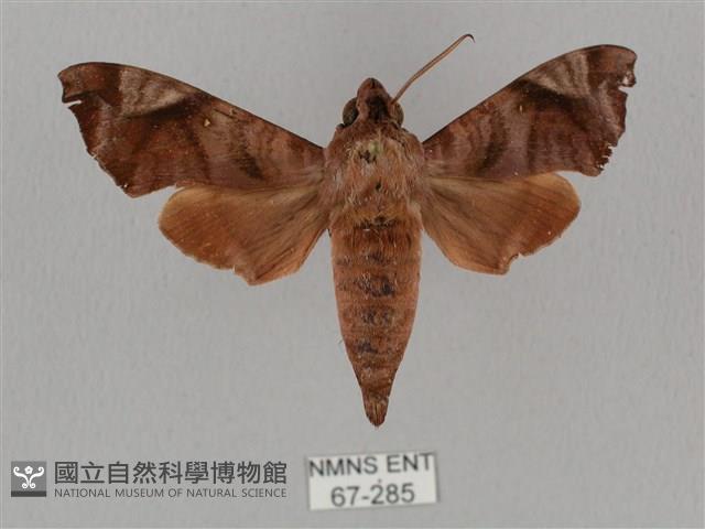 姬缺角天蛾藏品圖，第1張