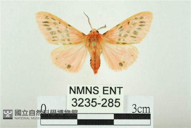 三條橙燈蛾藏品圖，第1張