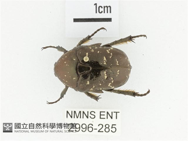 東方白點花金龜藏品圖，第1張