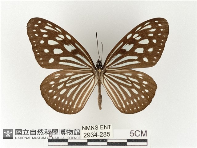 旖斑蝶藏品圖，第1張