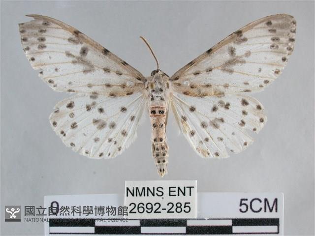 大胡麻斑星尺蛾藏品圖，第1張