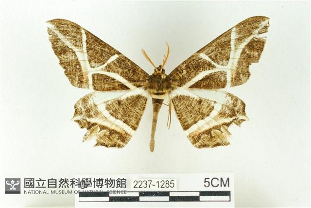 樹形尺蛾藏品圖，第1張