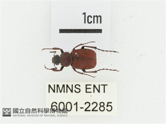 血紅虎斑花金龜藏品圖，第1張