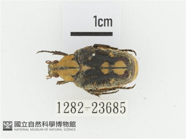 黃斑陷紋金龜藏品圖，第1張