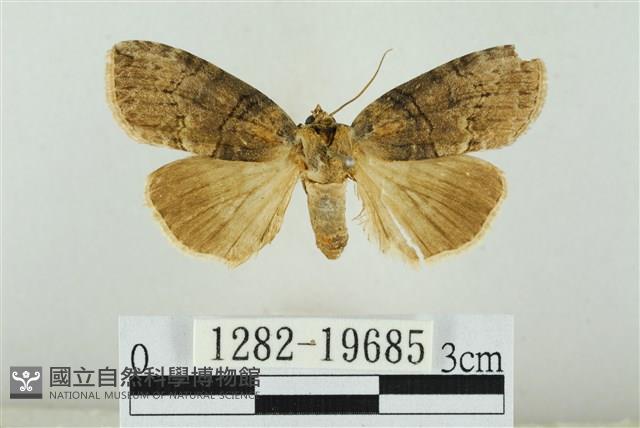 藹環波紋蛾藏品圖，第1張