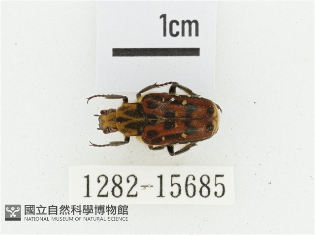 叉斑陷紋金龜藏品圖，第1張