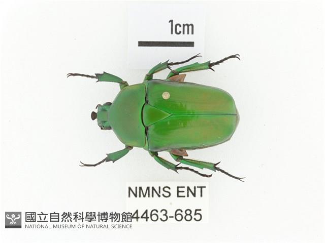 小扇角金龜藏品圖，第1張