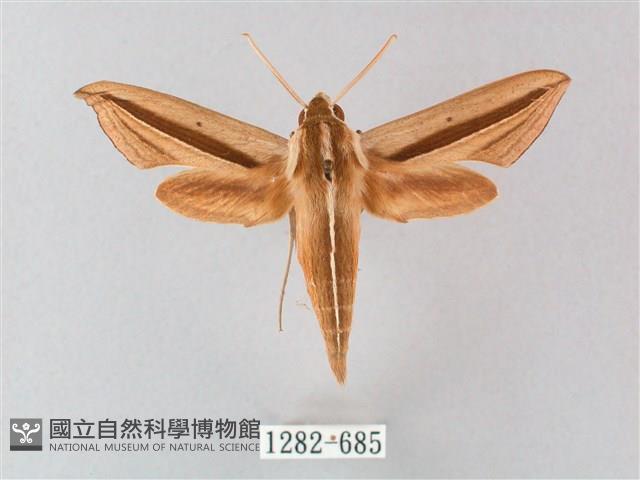 單斜紋天蛾藏品圖，第1張