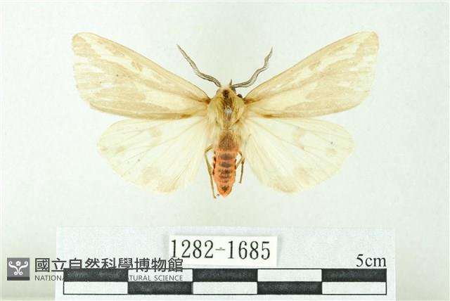 赭新污燈蛾藏品圖，第1張