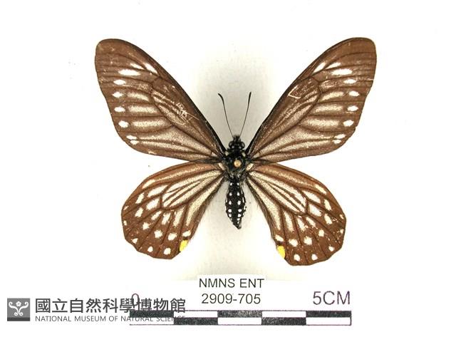 黃星斑鳳蝶藏品圖，第1張