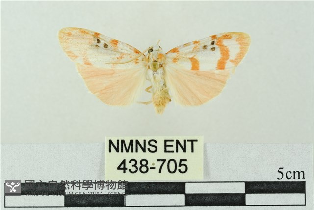 臺雪苔蛾藏品圖，第1張