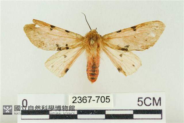 棍棒污燈蛾藏品圖，第1張