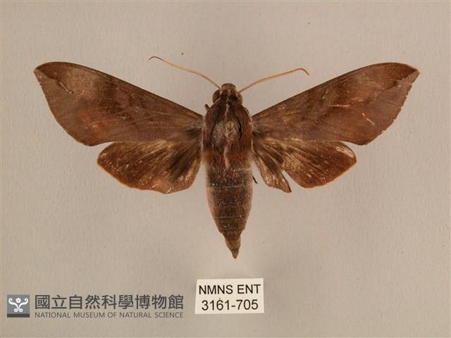 背中白天蛾藏品圖，第1張