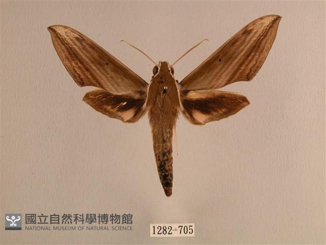 背線天蛾藏品圖，第1張