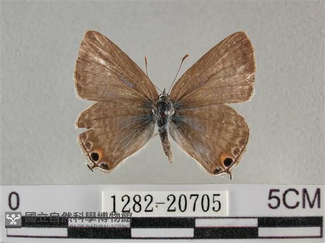 豆波灰蝶藏品圖，第1張
