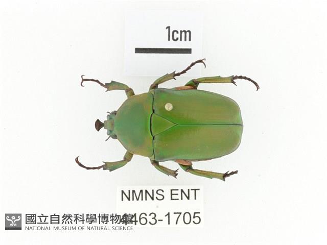 臺灣扇角金龜藏品圖，第1張