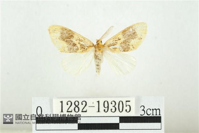 寬紋黃毒蛾藏品圖，第1張