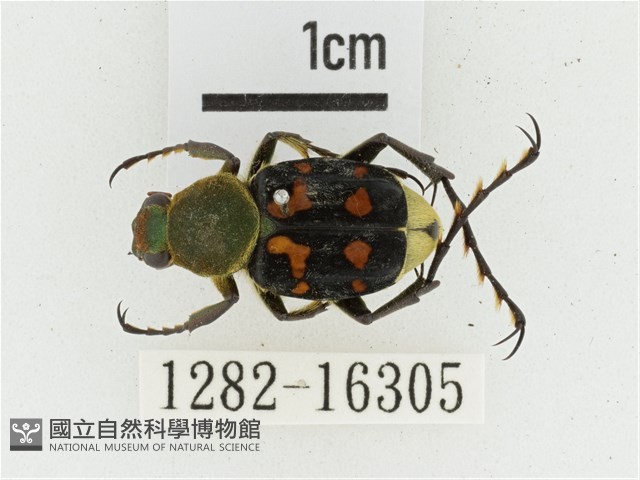 黃肩長腳花金龜藏品圖，第1張