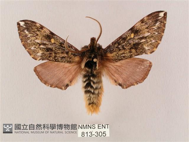 井上氏絨毛天蛾藏品圖，第1張