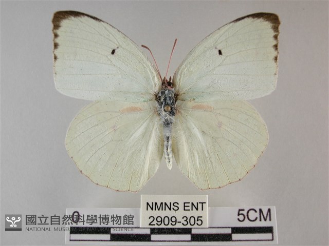 細波遷粉蝶藏品圖，第1張