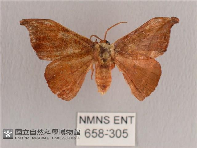 銀端帶鉤蛾藏品圖，第1張