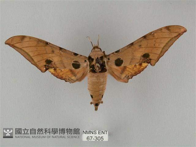 裂斑鷹翅天蛾藏品圖，第1張