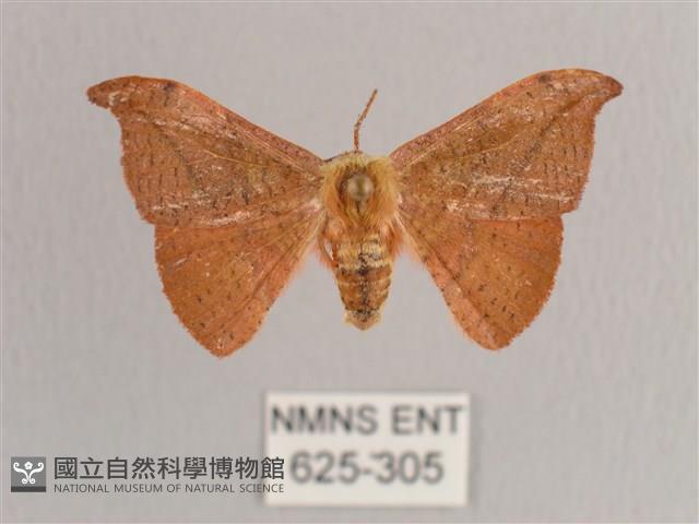 銀端帶鉤蛾藏品圖，第1張