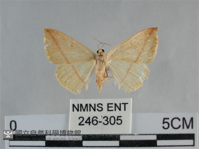 澄線尺蛾藏品圖，第1張