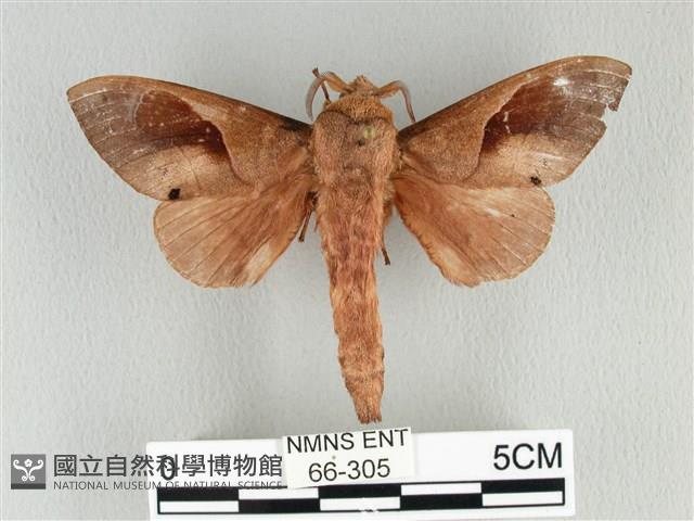 大褐斑枯葉蛾藏品圖，第1張