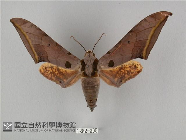 圓斑鷹翅天蛾藏品圖，第1張