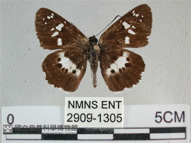 玉帶弄蝶藏品圖，第1張