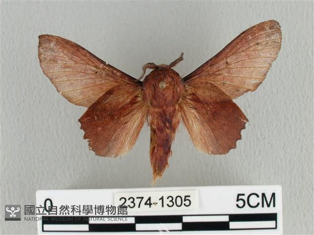 臺灣枯葉蛾藏品圖，第1張