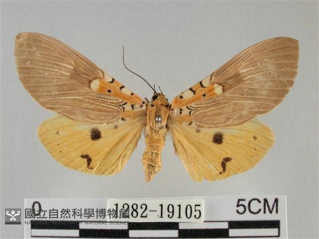 登錄號:001282-19105藏品圖，第1張