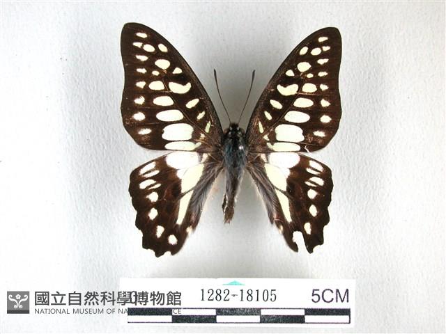 木蘭青鳳蝶藏品圖，第1張