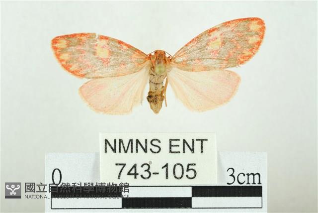 三色豔苔蛾藏品圖，第1張