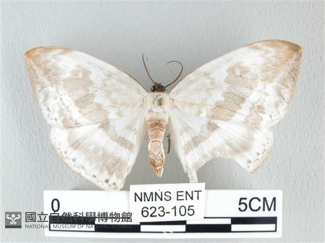 圓翅大鉤蛾藏品圖，第1張