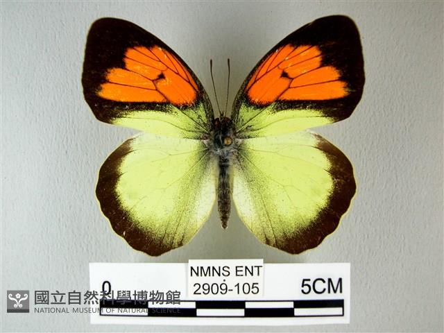 異粉蝶、雌白黃蝶藏品圖，第1張