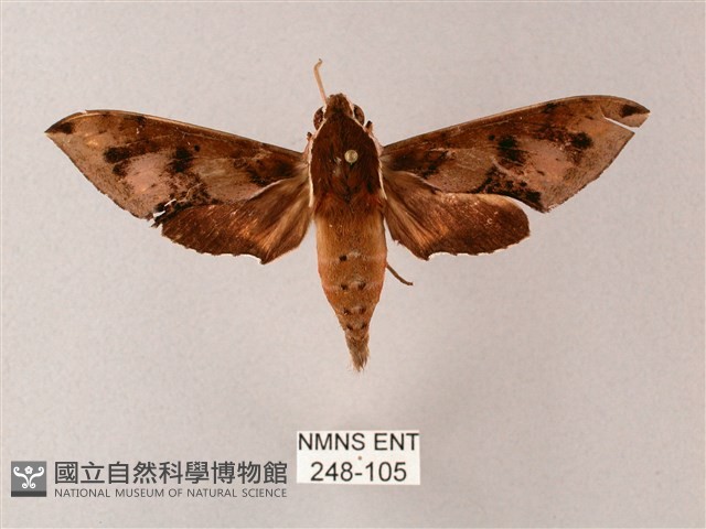 雙斑白肩天蛾藏品圖，第1張
