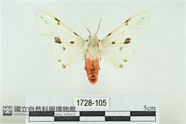 菊池污燈蛾藏品圖，第1張