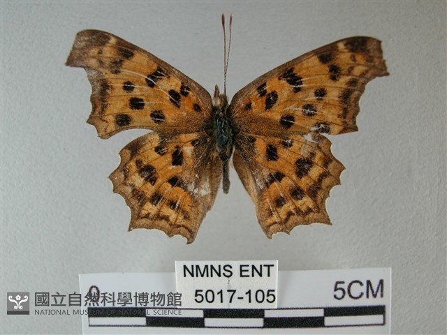 黃鉤蛺蝶藏品圖，第1張