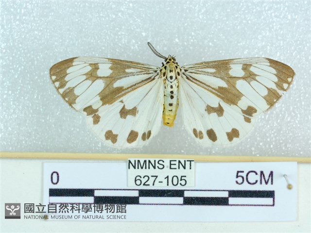 粉蝶燈蛾藏品圖，第1張