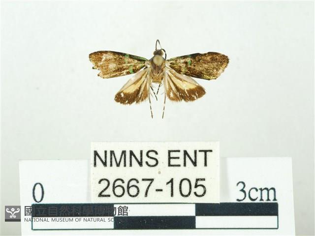 叉紋閃舞蛾藏品圖，第1張